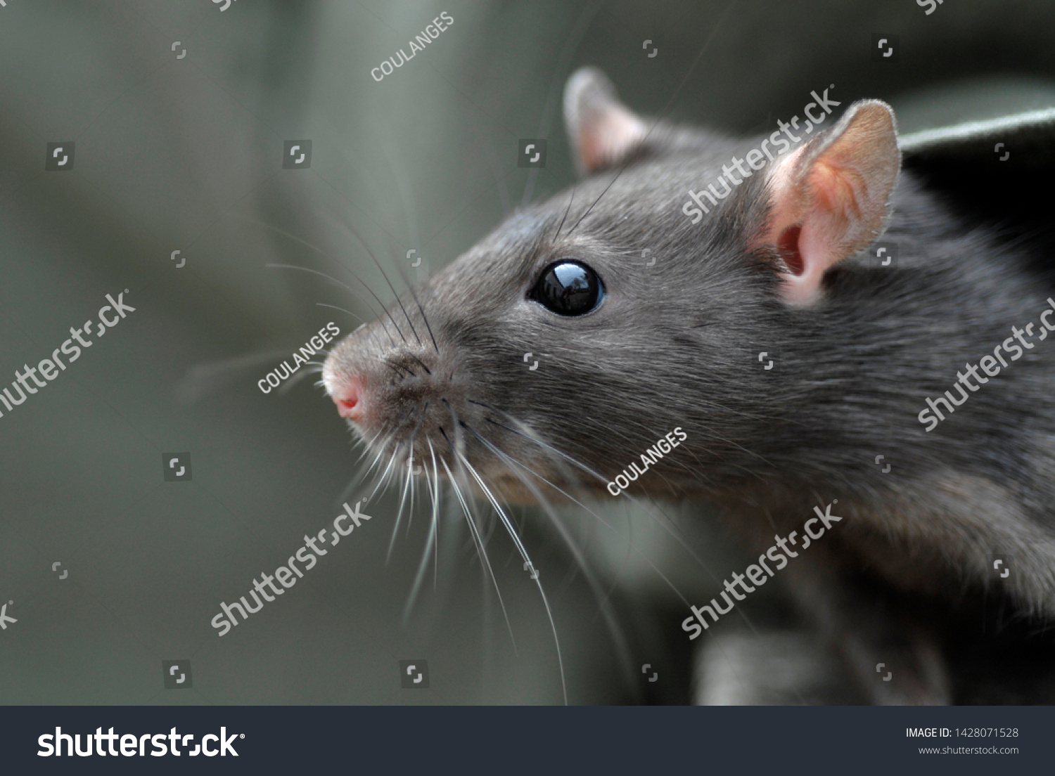 How long do rats live - Render Knowledge