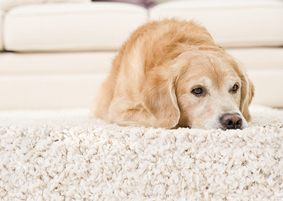 Pet odor removal service Calgary